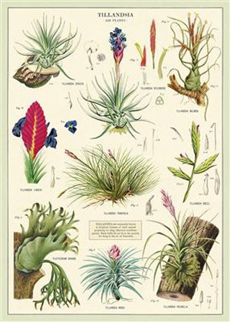 cavallini decorative wrap - air plants