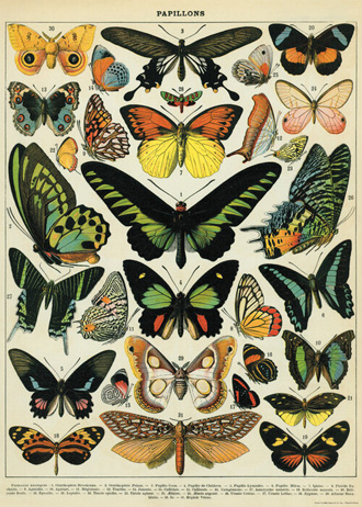 cavallini decorative wrap - Butterflies