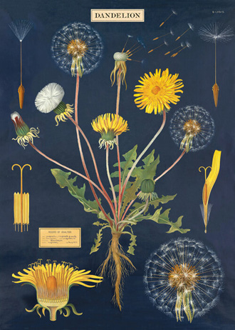 cavallini decorative wrap - Dandelions