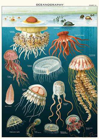 cavallini decorative wrap - jellyfish