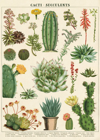 Cavallini decorative wrap - Succulents