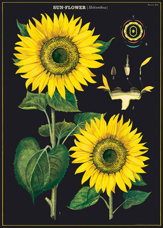 Cavallini decorative wrap vintage poster - sunflowers